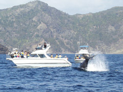 �z�G�[���E�H�b�`���O