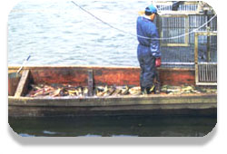 ��ȏ�ƌĂ΂��T�P�̍̏W�ꏊ