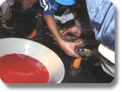 �I�X�̐��q�𗑂ɍ������ލ��