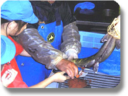 �T�P�̗����̎悷����