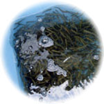 �S���ɕ��������T�P�̒t��