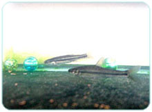 �߂܂���2�C�̋�