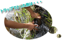 �y�b�g�{�g���g���b�v���g���l�q