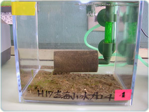 �J�u�g�K�j�̐���