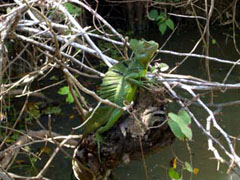 ����̃C�O�A�i