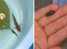 ���F�S���@�E�F����