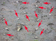 �����ɂ͂�������̃J�j��