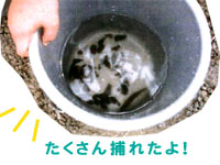 �o�P�c�����ς��̋���J�j����