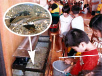 ���������߂�q�ǂ�����