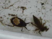 �R�I�C���V