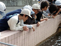 �R�C�̏Z�ސ���