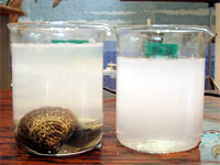 �n�}�O���̏򉻎���