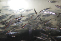 4�Z���`�̒t��