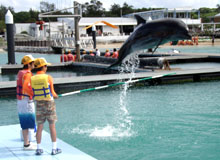 �C���J�̃W�����v