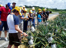 �p�C�����U��