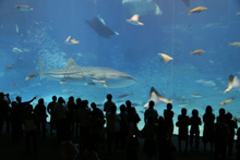 ����C�����ً��吅��