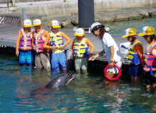 �C���J�Ƃ̐G�ꍇ��