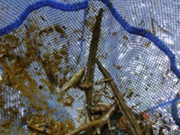 �Ԃł�������������