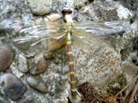 ��ɂƂ܂��Ă���g���{