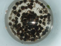 �����΂̂�����