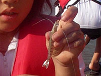 �q�Q�̂Ȃ�������