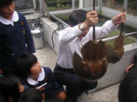 2�C�̃J�u�g�K�j