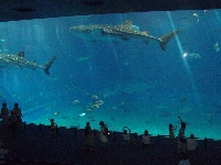 ����C������