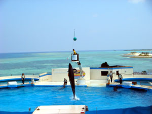 �I�L�S���h�E��o���h�E�C���J�̃V���[