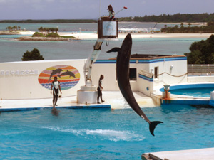 �C���J�̃V���[