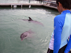 �h���t�B���K�C�h�c�A�[