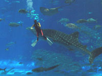 ���E��̋��吅��