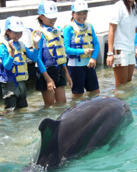 �C���J�v���O����