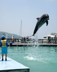 �q�ǂ������̎��o�[���щz����C���J