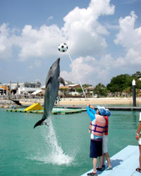 ��W�����v