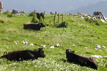 �l���J���X�g2