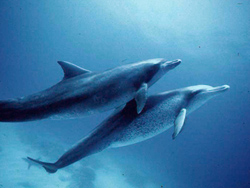 �ʐ^�F�N�W��