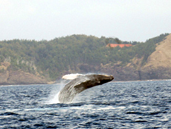 �ʐ^�F�N�W��