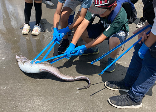 打ち上げられた魚の死骸