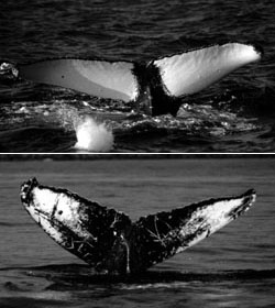 �����ۂ����т�⍕�����т�Ȃ�