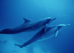 �C���j���C���J