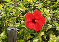 �n�C�r�X�J�X