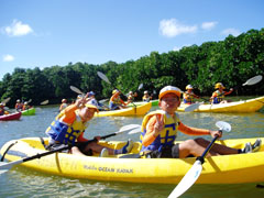 �J�k�[�̌��̗l�q