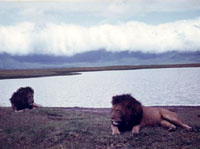 ���C�I��