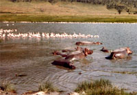 �t���~���S��J�o