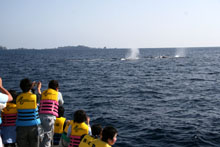 �z�[�G���E�H�b�`���O