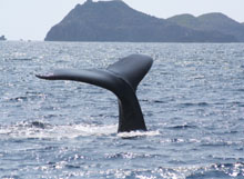 �N�W���̐����̗l�q