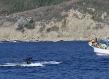 �ߋ����ŃN�W�����ώ@