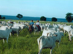 �u���W���̖q��ɂ�