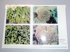 �n���̊C�ɐ�������T���S�̎�