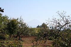 �Ƃ̓����ɖڂ�������Ɖ����ɕx�m�R